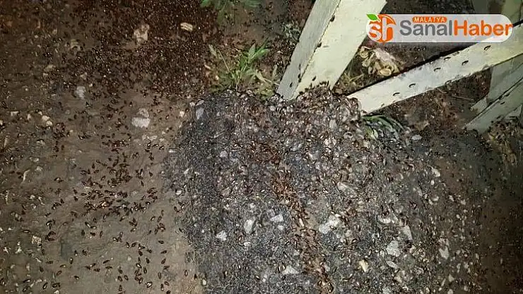 Lübnan'ı çekirgeler ve hamam böcekleri bastı