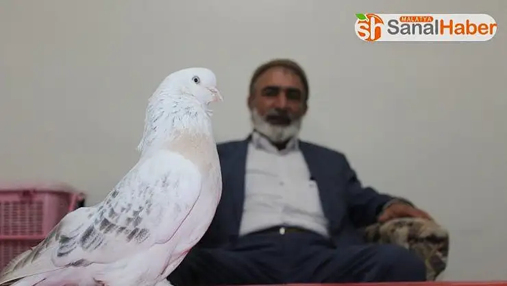 Lüks ev fiyatına güvercin