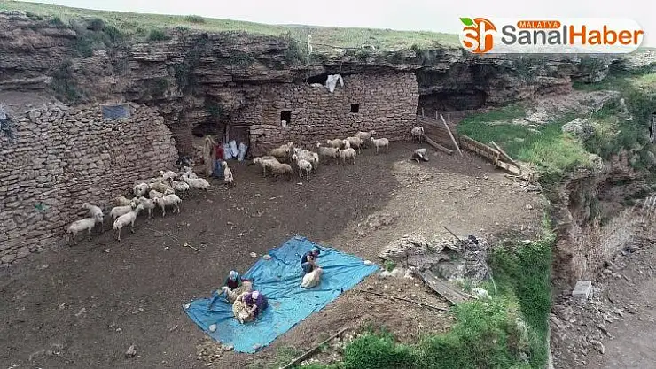 Mağarada organik hayvancılık