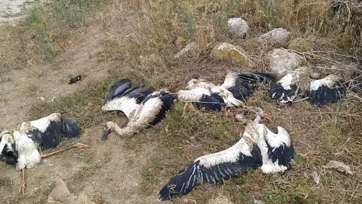 'Mahallenin 20 yıllık misafirleri telef oldu'