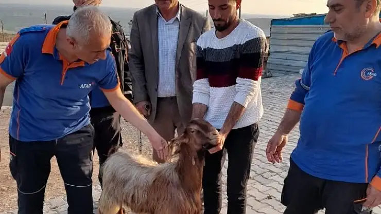 'Mahsur kalan keçi uçurumdan kurtarıldı'