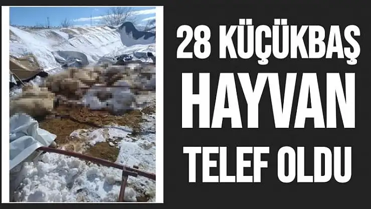 Malatya'da 28 küçükbaş hayvan telef oldu