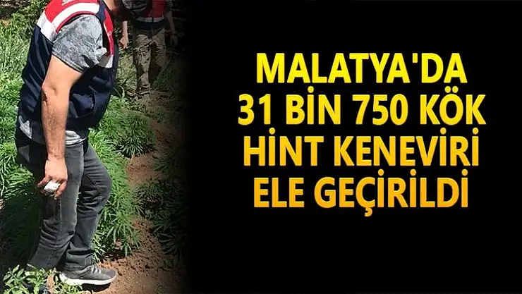 Malatya´da 31 bin 750 kök hint keneviri ele geçirildi
