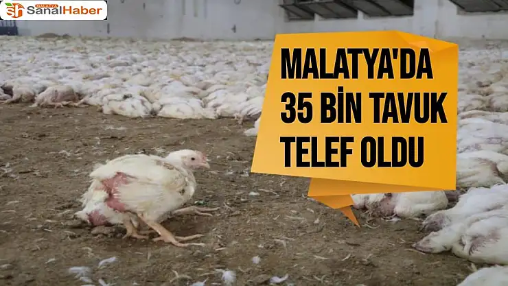 Malatya'da 35 bin tavuk telef oldu