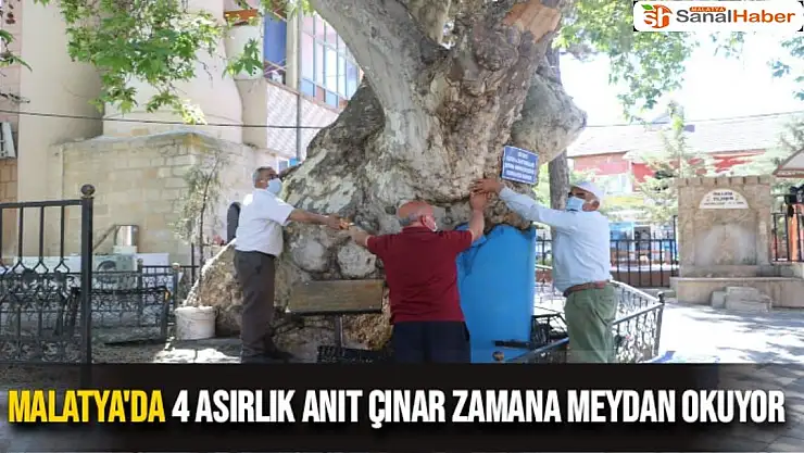 Malatya'da 4 asırlık anıt çınar zamana meydan okuyor