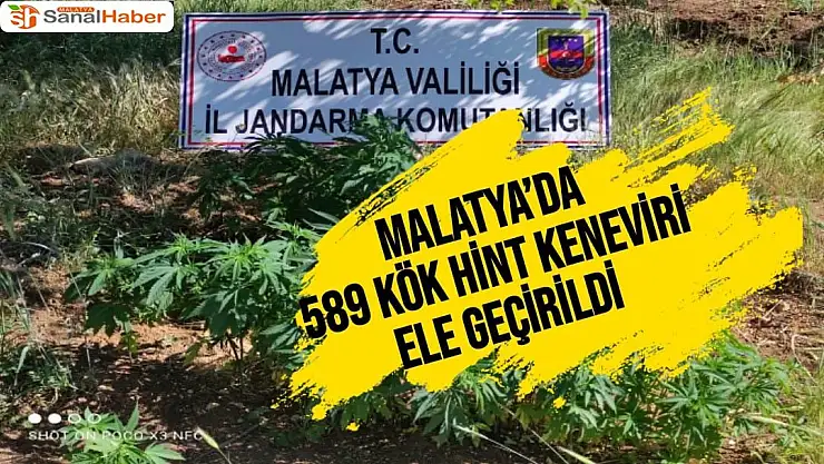 Malatya´da 589 kök Hint keneviri ele geçirildi