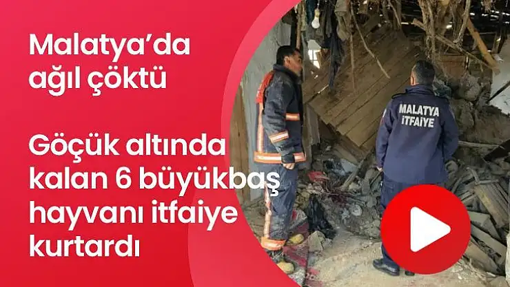 Malatya'da ağıl çöktü, göçük altında kalan 6 büyükbaş hayvanı itfaiye kurtardı