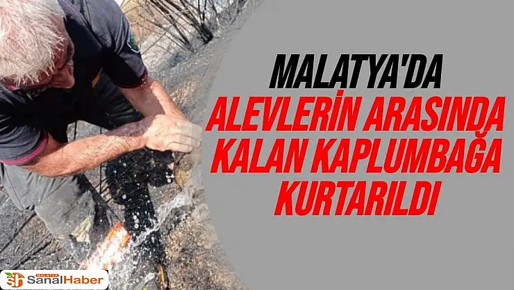 Malatya'da Alevlerin arasında kalan kaplumbağa kurtarıldı