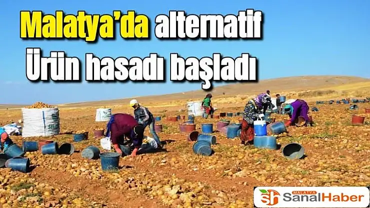 Malatya´da alternatif üründe hasad başladı