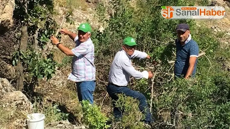 Antepfıstığı Malatya'da yaygınlaşıyor