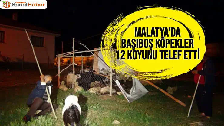 Malatya'da Başıboş köpekler, 12 koyunu telef etti