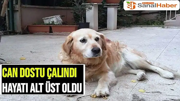 Malatya´da Can dostu çalındı hayatı alt üst oldu