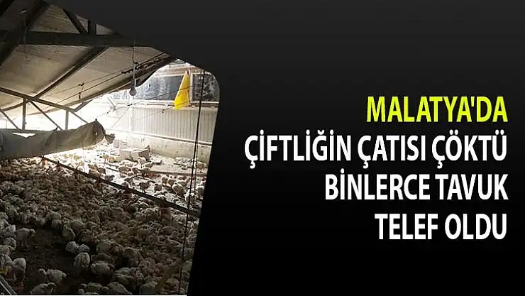 Malatya'da Çiftliğin çatısı çöktü, binlerce tavuk telef oldu