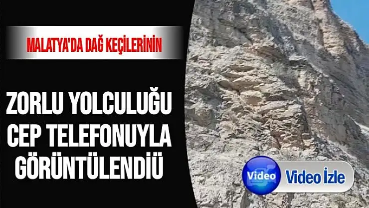Malatya'da Dağ keçilerinin zorlu yolculuğu cep telefonuyla görüntülendi