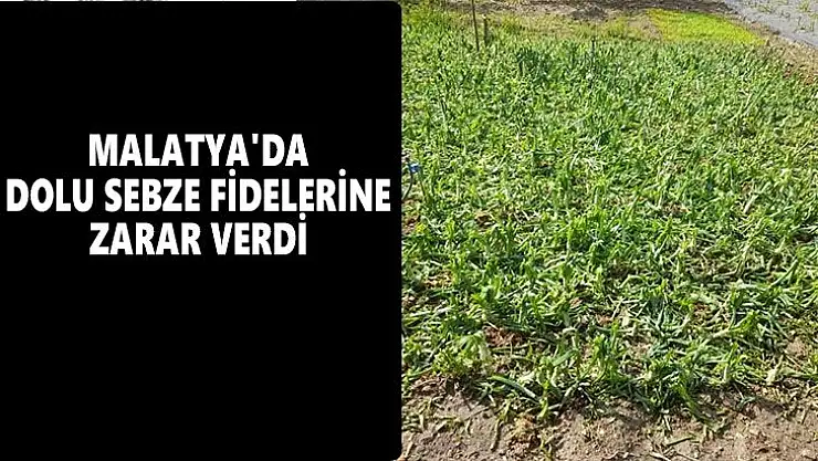Malatya'da dolu sebze fidelerine zarar verdi