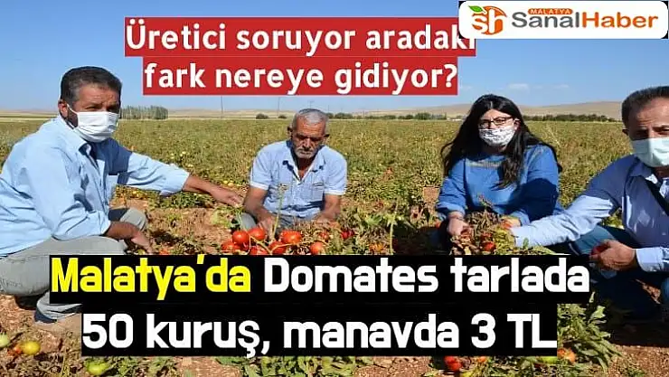 Malatya´da Domates tarlada 50 kuruş, manavda 3 TL