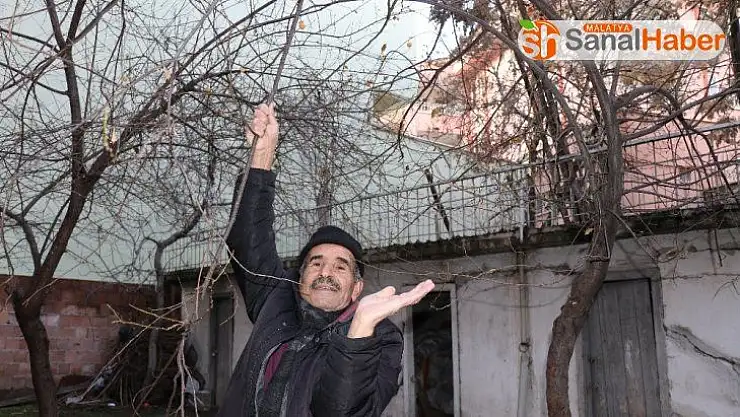 Malatya'da kış ortasında meyve verdi