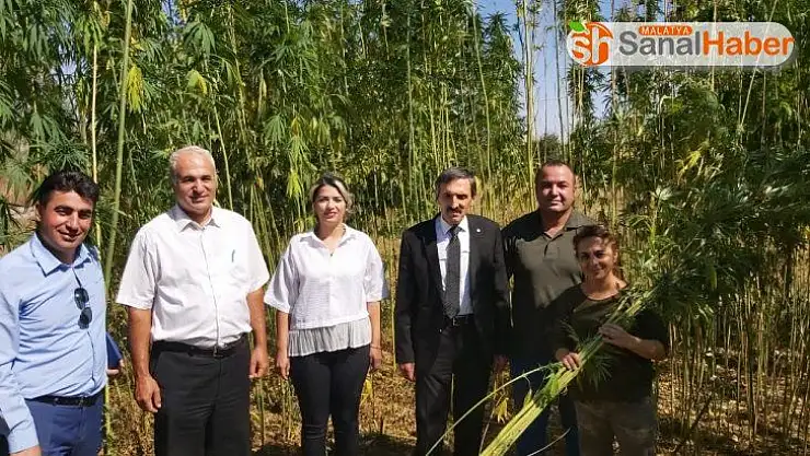 Malatya'da ilk kenevir hasadı başladı