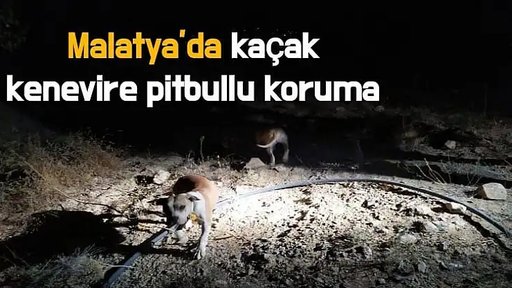 Malatya´da kaçak kenevire pitbullu koruma