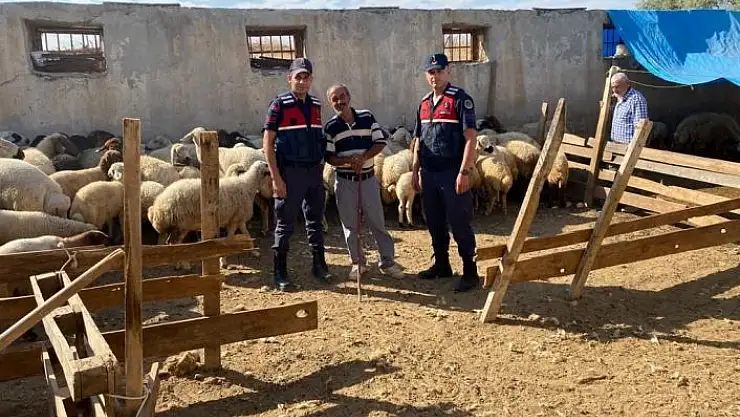 'Malatya´da kayıp koyunları jandarma buldu'