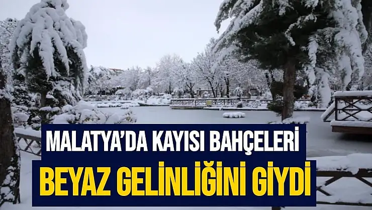 Malatya´da kayısı bahçeleri beyaz gelinliğini giydi