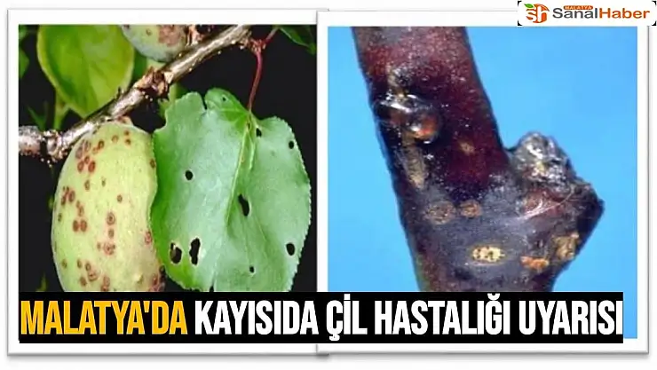 Malatya'da Kayısıda çil hastalığı uyarısı
