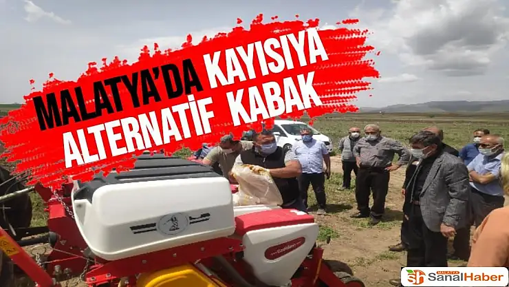 Malatya´da kayısıya alternatif Kabak