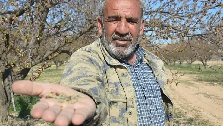 'Malatya´da kayısıyı don vurdu'