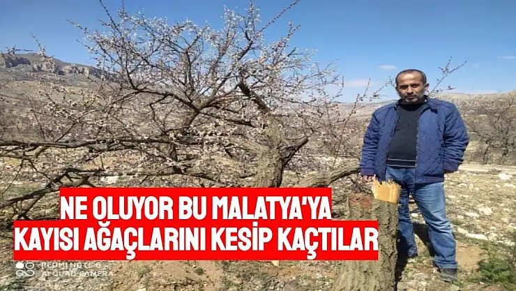 Malatya´da kimliği belirsiz kişiler kayısı ağaçlarına zarar verdi