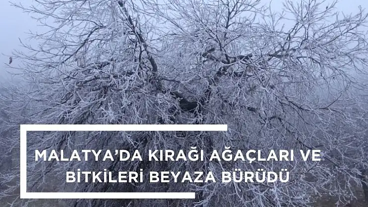 Malatya´da kırağı ağaçları ve bitkileri beyaza bürüdü