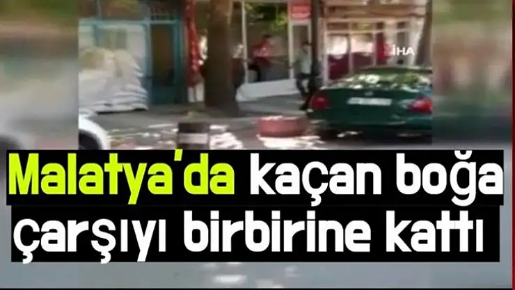 Malatya'da Kurbanlık boğa kaçınca çarşıyı birbirine kattı