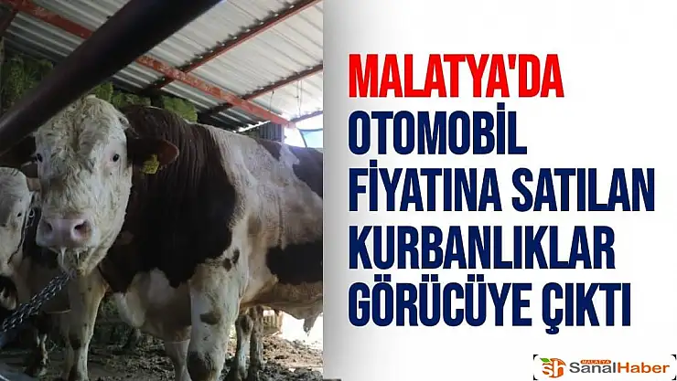 Malatya'da Otomobil fiyatına satılan kurbanlıklar görücüye çıktı