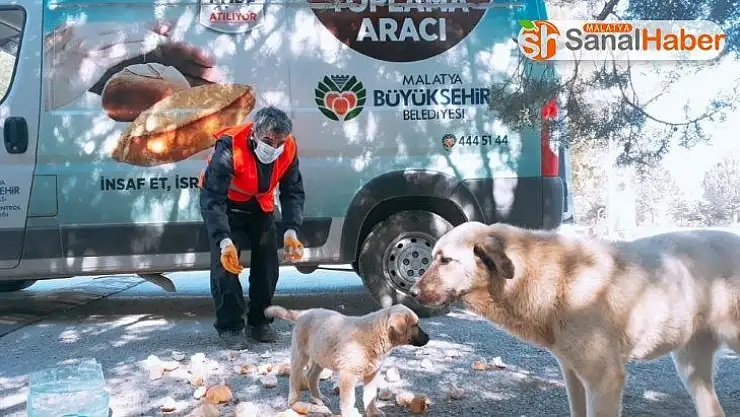 Malatya'da parklara sokak hayvanları için ekmek bırakılıyor