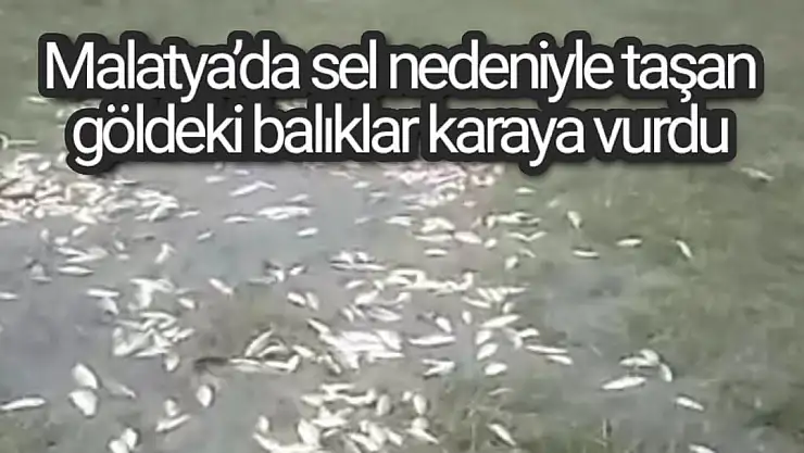 Malatya´da sel nedeniyle taşan göldeki balıklar karaya vurdu