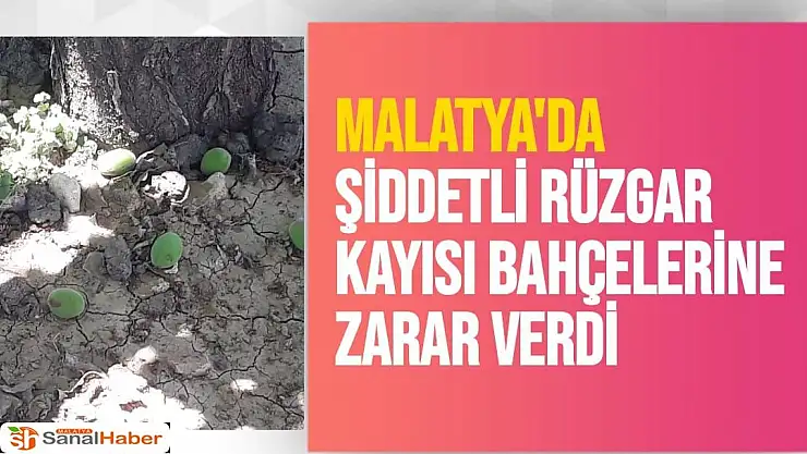 Malatya'da Şiddetli rüzgar kayısı bahçelerine zarar verdi