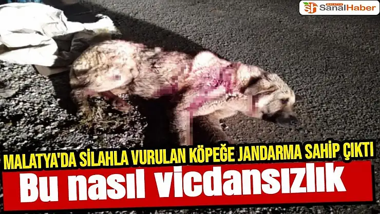 Malatya'da Silahla vurulan köpeğe jandarma sahip çıktı