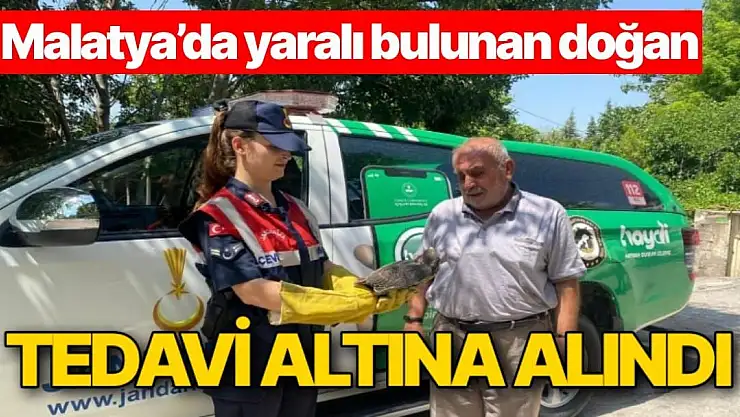 Malatya´da yaralı bulunan doğan tedavi altına alındı