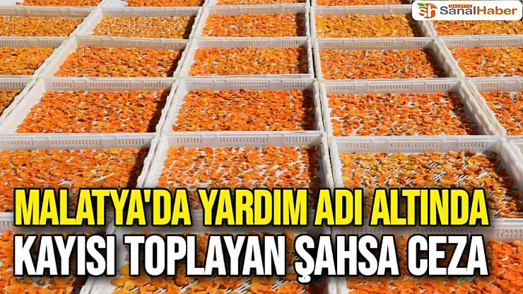 Malatya'da Yardım adı altında kayısı toplayan şahsa ceza