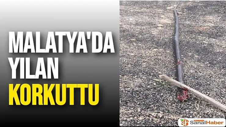 Malatya'da Yılan Korkuttu
