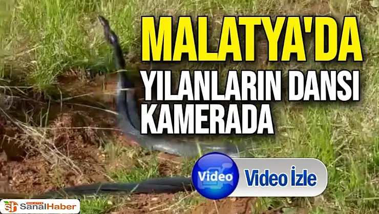 Malatya'da Yılanların dansı kamerada