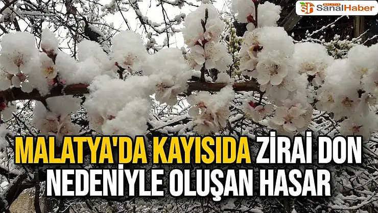 Malatya´da zirai don nedeniyle oluşan hasar tespit 