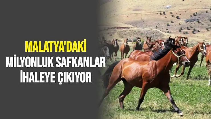 Malatya'daki Milyonluk safkanlar ihaleye çıkıyor