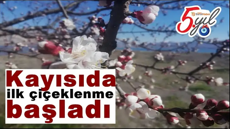 Kayısıda ilk çiçeklenme başladı