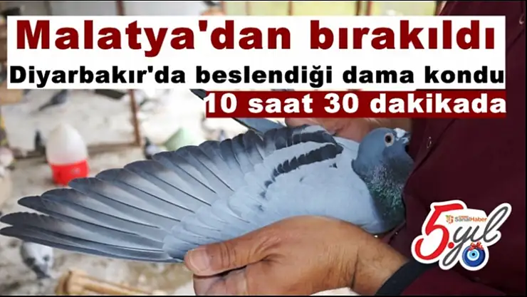 Malatya'dan bırakıldı, Diyarbakır'da beslendiği dama kondu