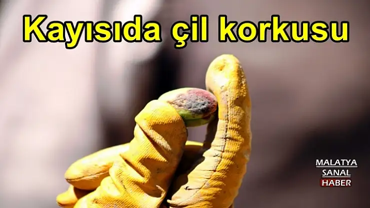 Kayısıda çil korkusu