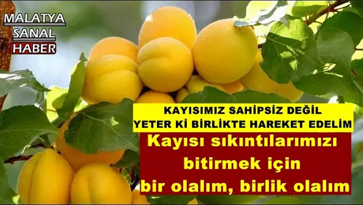 Kayısı sıkıntılarımızı  bitirmek için  bir olalım, birlik olalım