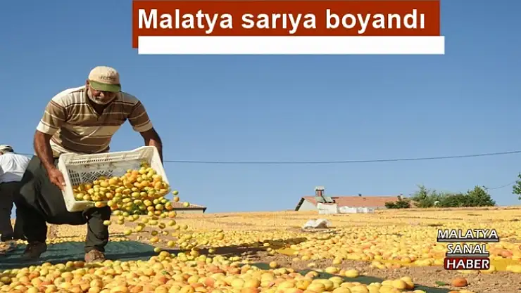 Malatya sarıya boyandı