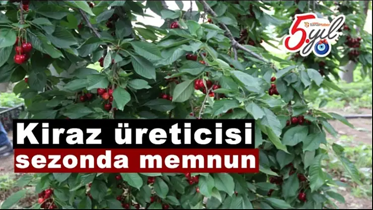 Kiraz üreticisi sezonda memnun