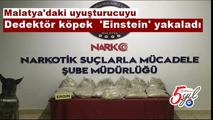 Dedektör köpek  'Einstein' yakaladı