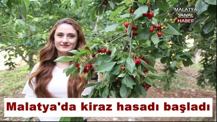 Malatya´da kiraz hasadı başladı